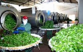 Giám sát vệ sinh an toàn thực phẩm trong sản xuất chè